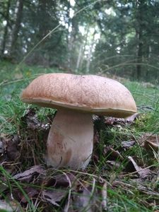 Klikni pro velký obrázek