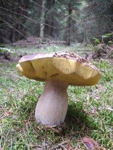 Klikni pro velký obrázek