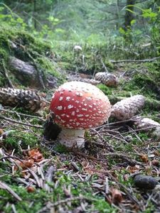 Klikni pro velký obrázek