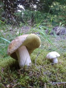 Klikni pro velký obrázek