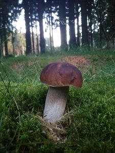 Klikni pro velký obrázek