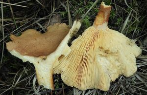 Ryzec hnědý - Lactarius helvus (Fr.) Fr.