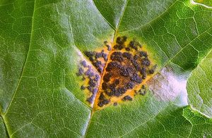 Svraštělka tečkovaná - Rhytisma punctatum (Pers.) Fr.