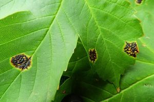 Svraštělka tečkovaná - Rhytisma punctatum (Pers.) Fr.