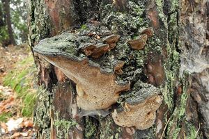 Ohňovec borový - Phellinus pini (Brot.) Bondartsev & Singer