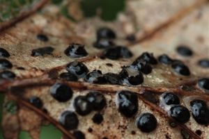 Hvězdnatka ozdobná - Coccomyces coronatus (Schumach.) P.Karst.