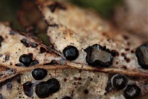 Hvězdnatka ozdobná - Coccomyces coronatus (Schumach.) P.Karst.