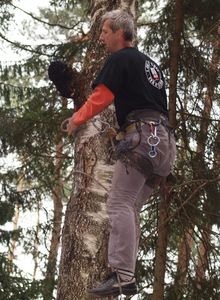 Rezavec šikmý - Inonotus obliquus (Ach. ex Pers.) Pilát