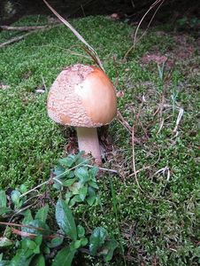 Muchomůrka růžovka - Amanita rubescens Pers. 1797