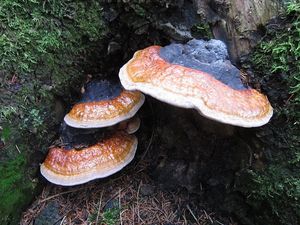 Troudnatec pásovaný - Fomitopsis pinicola (Sw.) P. Karst. 1881