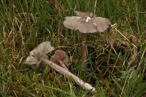 Závojenka šedohnědá - Entoloma porphyrophaeum (Fr.) P. Karst.