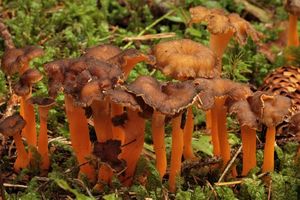 Liška žlutavá - Craterellus lutescens (Fr.) Fr.