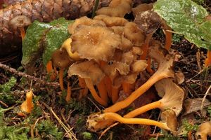 Liška žlutavá - Craterellus lutescens (Fr.) Fr. 1838