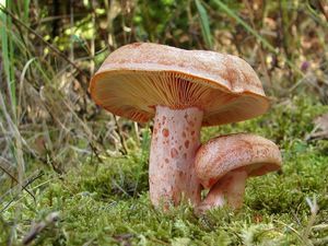 Ryzec borový - Lactarius pinicola Smotl. ex Z. Schaef. 1970