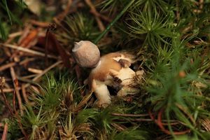 Hvězdovka smrková - Geastrum quadrifidum