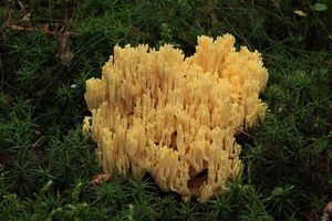 Kuřátka zrosolovatělá - Ramaria pallidosaponaria R.H.Petersen