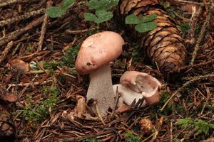 Šťavnatka růžová - Hygrophorus persicolor Ricek 1974