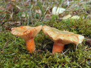 Ryzec smrkový - Lactarius deterrimus Gröger 1968