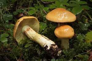 Pavučinec zlatohnědý - Cortinarius percomis Fr.