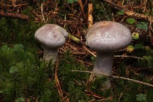 Pavučinec malachitový - Cortinarius malachius (Fr.) Fr.