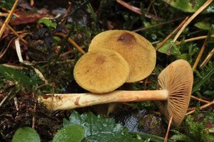 Pavučinec žlutozelený horský - Cortinarius (Leprocype) venetus var.montanus M.M.Moser