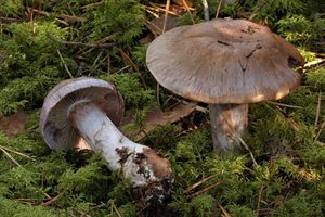 Pavučinec měnlivý - Cortinarius variicolor (Pers.) Fr.