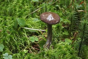 Pavučinec datlový - Cortinarius scaurus (Fr.) Fr.