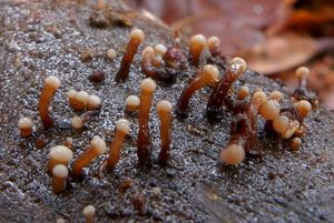 Čihovitka bělavá - Ascocoryne albida (Berk.) Seifert