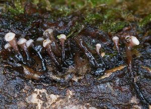 Čihovitka bělavá - Ascocoryne albida (Berk.) Seifert