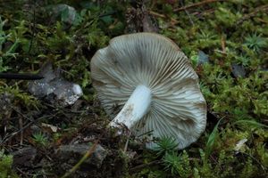 Líha zakouřená - Lyophyllum deliberatum (Britzelm.) Kreisel