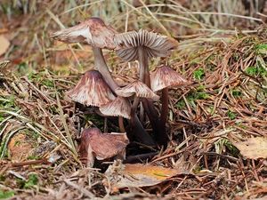 Helmovka skvrnitá - Mycena maculata P.Karst.