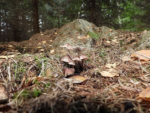 Helmovka skvrnitá - Mycena maculata P.Karst.