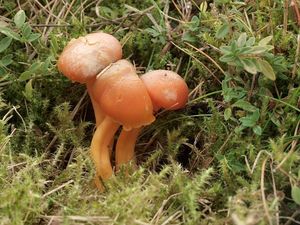 Voskovka Reidova - Hygrocybe reidii Kuhner