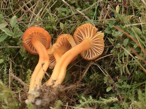 Voskovka Reidova - Hygrocybe reidii Kuhner