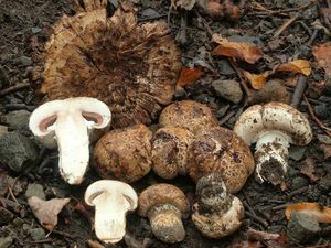 Pečárka rumištní - Agaricus subperonatus (J.E.Lange)Singer