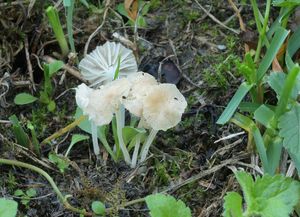 Helmovka Maireova - Hemimycena mairei (E.-J. Gilbert) Singer 1943