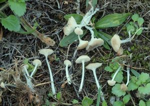 Helmovka Maireova - Hemimycena mairei (E.-J. Gilbert) Singer 1943