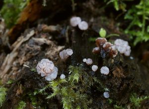 Čihovitka bělavá - Ascocoryne albida (Berk.) Seifert