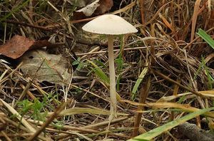 Křehutka vápnomilná - Psathyrella clivensis (Berk. & Broome) P.D. Orton 1960