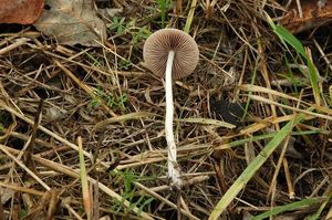 Křehutka vápnomilná - Psathyrella clivensis (Berk.et Broome)