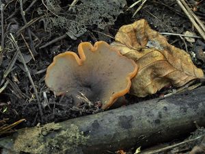 Řasnatka olivově hnědá - Phylloscypha phyllogena (Cooke) Van Vooren 2020