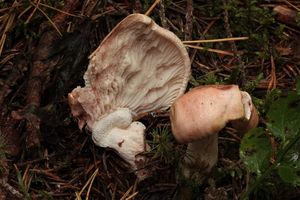 Šťavnatka růžová - Hygrophorus persicolor Ricek 1974