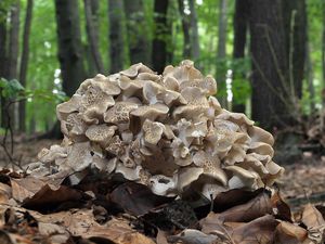 Choroš oříš - Polyporus umbellatus (Pers.) Fr. 1821