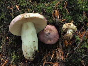 Holubinka namodralá - Russula cyanoxantha (Schaeff.) Fr. 1863