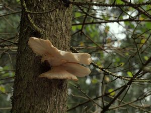 Hlíva smrková - Pleurotus abieticola R.H. Petersen & K.W. Hughes