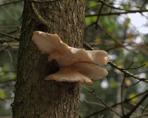 Hlíva smrková - Pleurotus abieticola R.H. Petersen & K.W. Hughes