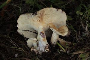 Ryzec lemovaný - Lactarius aspideus (Fr.)Fr. 1838