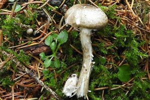 Šťavnatka olivově bílá - Hygrophorus olivaceoalbus (Fr.) Fr.