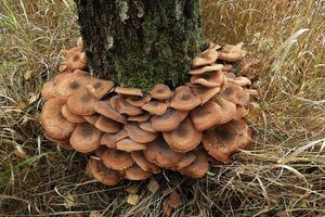 Václavka severská - Armillaria borealis