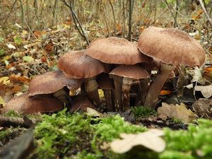 Václavka severská - Armillaria borealis